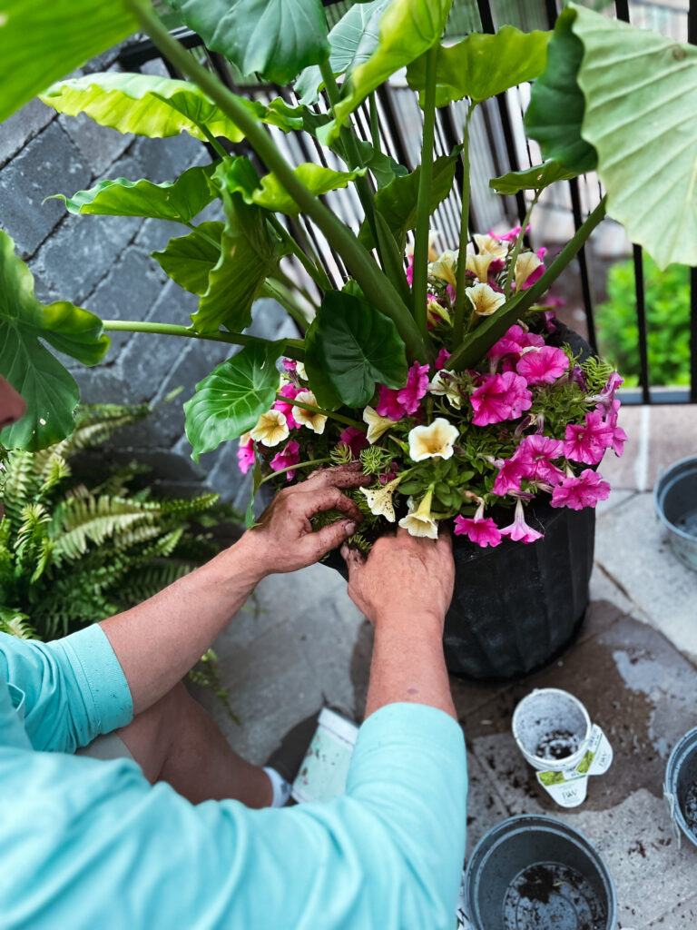 planting flowers in pot